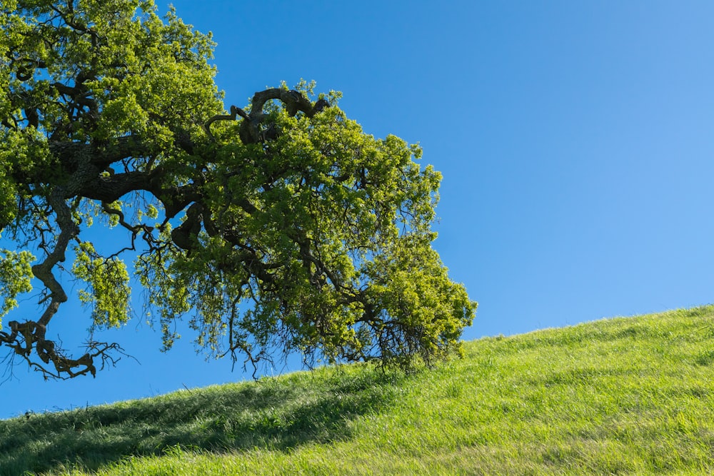 a tree on a hill with a blue sky in the background