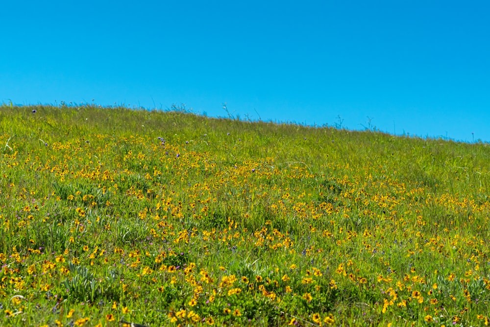 a cow standing on top of a lush green hillside