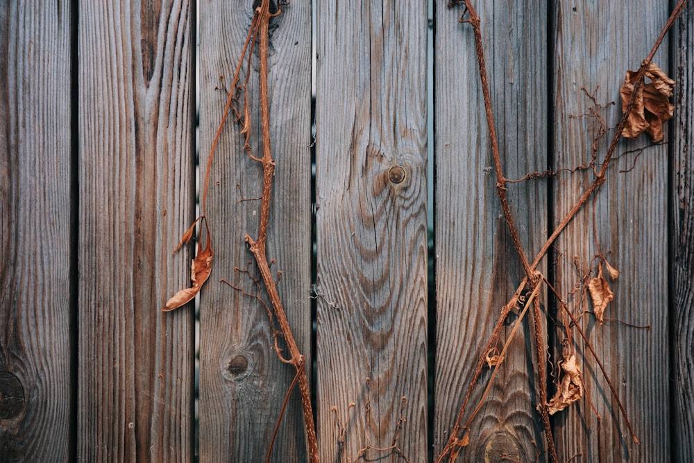 a wooden fence with vines growing on it