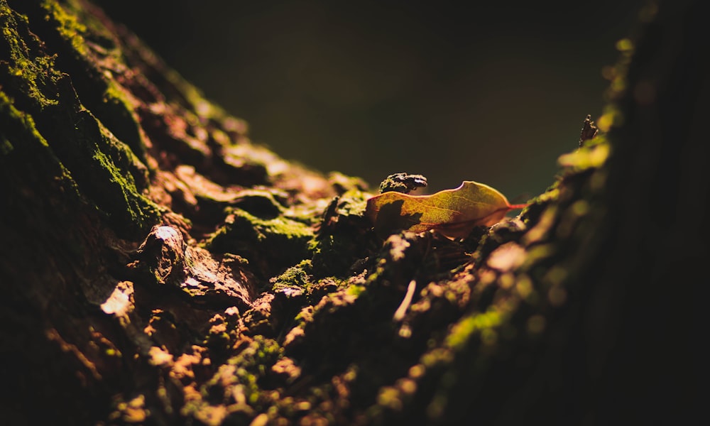 a close up of a tree trunk with moss growing on it