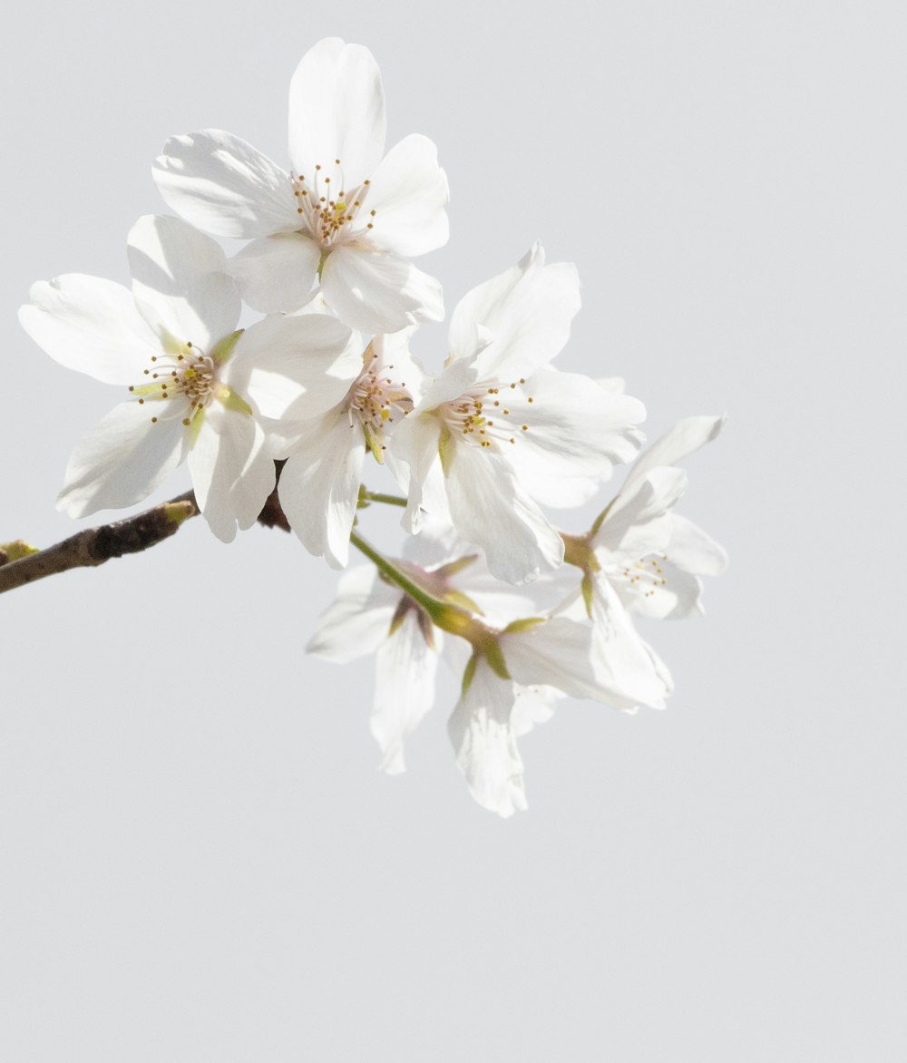 a branch of a tree with white flowers