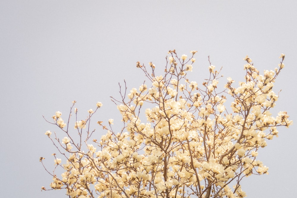 ein Baum mit weißen Blüten vor einem blauen Himmel