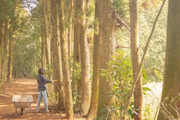 A person standing in a sunlit forest clearing, working with a small branch. The individual is surrounded by tall, closely positioned trees with greenery at the base. There is a wheelbarrow nearby on a dirt path, filled with some branches and foliage. Dappled sunlight filters through the canopy, creating a serene and quiet atmosphere.
