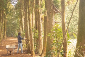 A person standing in a sunlit forest clearing, working with a small branch. The individual is surrounded by tall, closely positioned trees with greenery at the base. There is a wheelbarrow nearby on a dirt path, filled with some branches and foliage. Dappled sunlight filters through the canopy, creating a serene and quiet atmosphere.