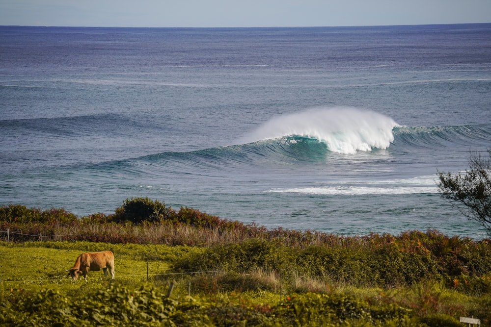 uma vaca pastando em um campo ao lado do oceano