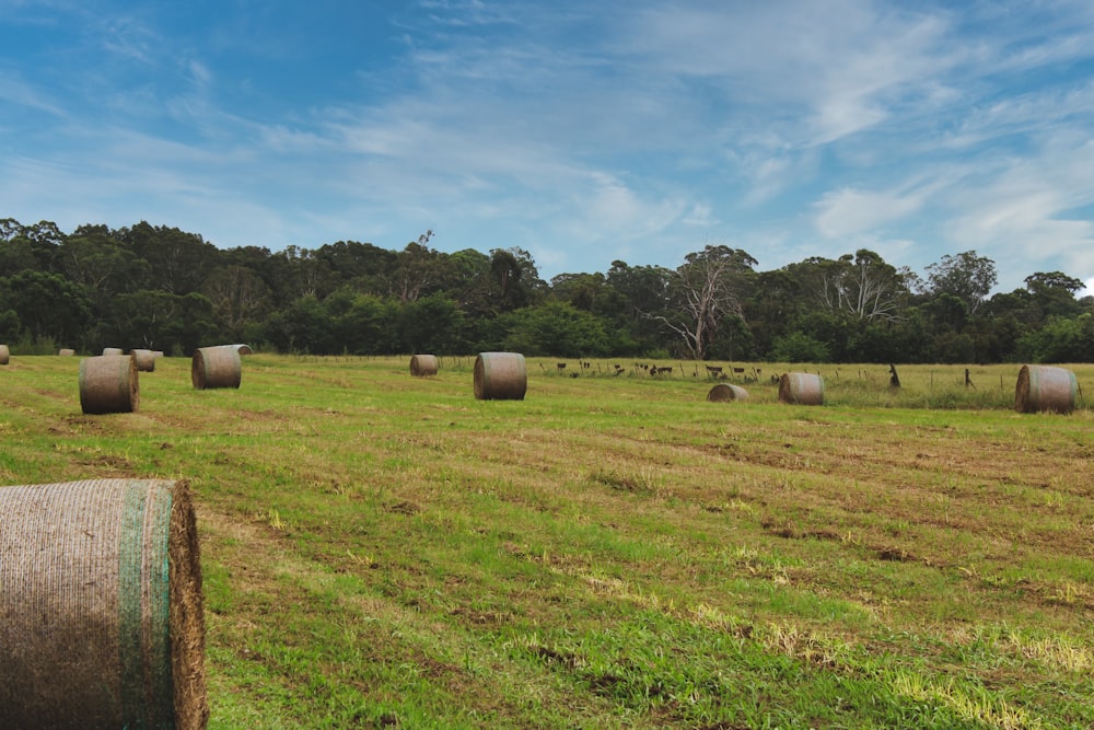 hay bales in a field with trees in the background