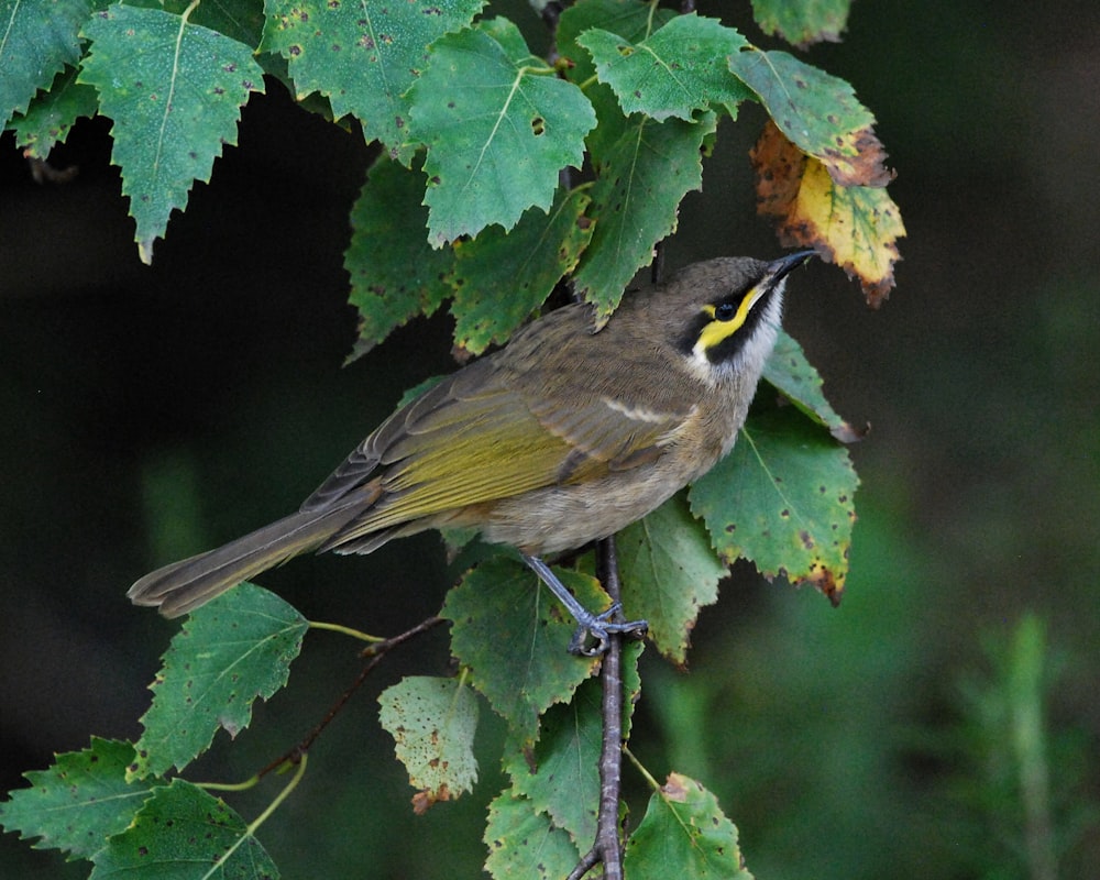a small bird perched on a branch with leaves