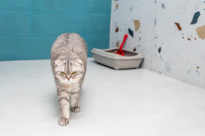 a cat walking across a white floor next to a blue wall
