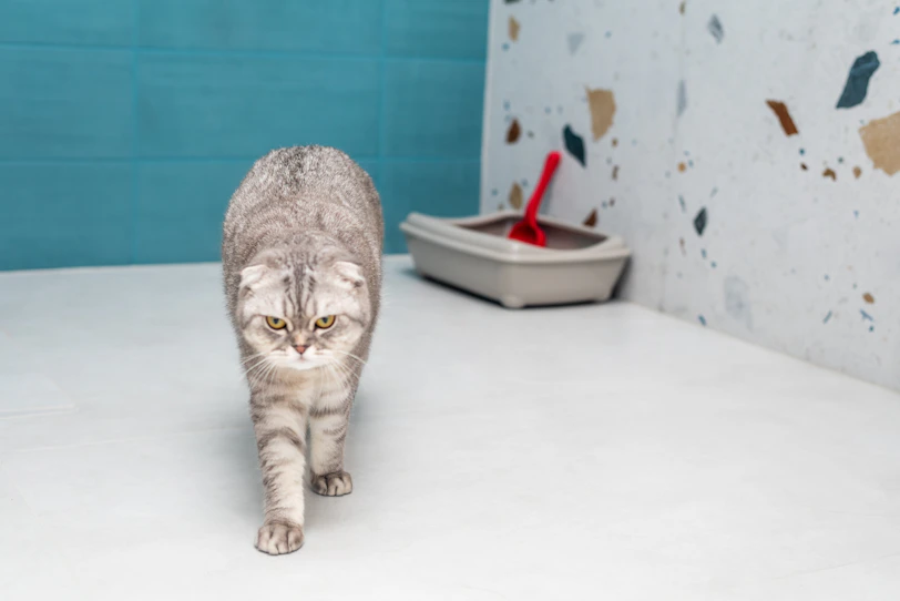 a cat walking across a white floor next to a blue wall