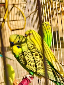Lovebird Warna-warni