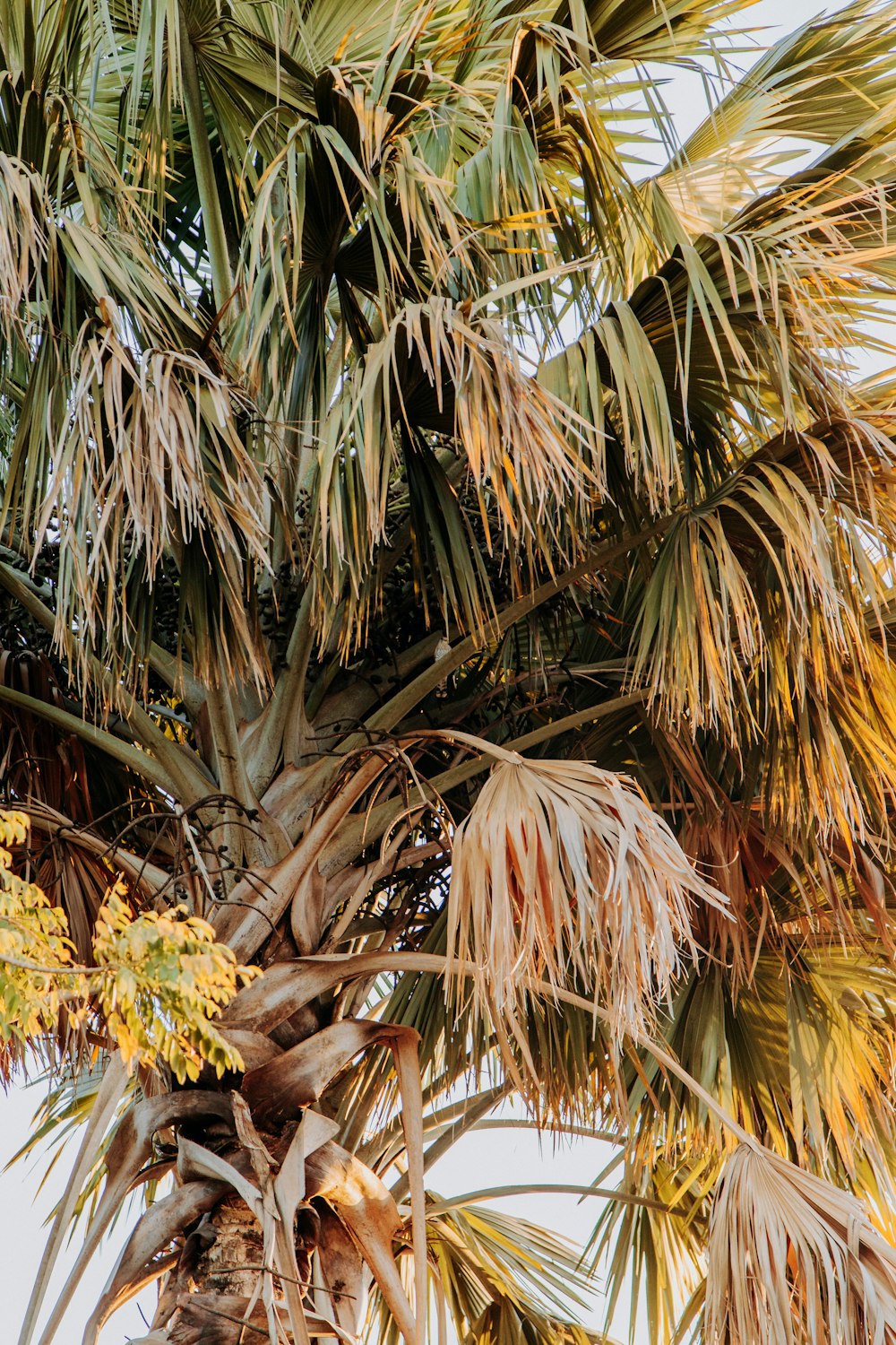 a close up of a palm tree with lots of leaves