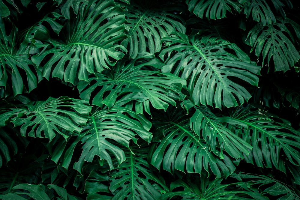 a close up of a large green leafy plant