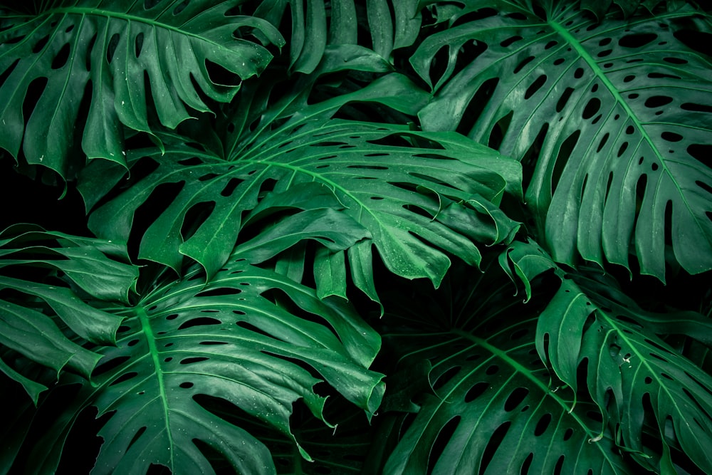 큰 녹색 잎이 많은 식물의 클로즈업