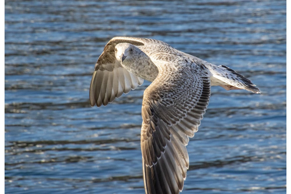 a bird flying over a body of water