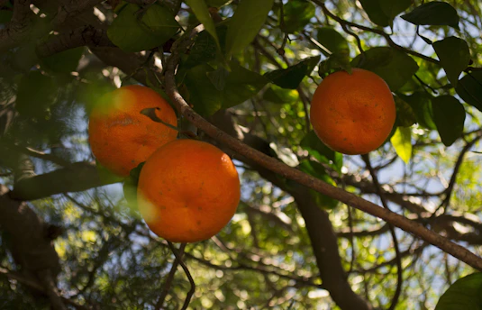 Close-up of ripe oranges hanging on a sunlit tree branch.