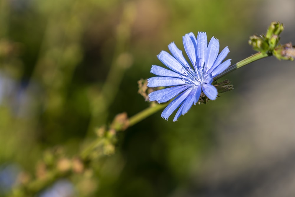 a blue flower with a blurry background