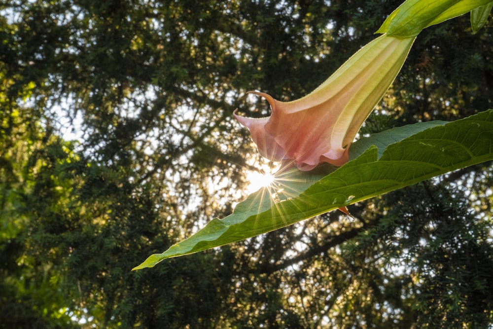 a flower that is sitting on a tree branch