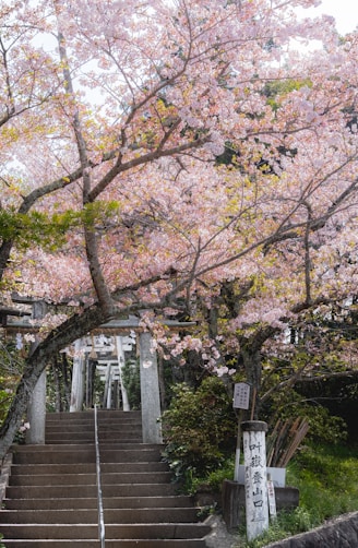 a set of steps leading up to a cherry blossom tree