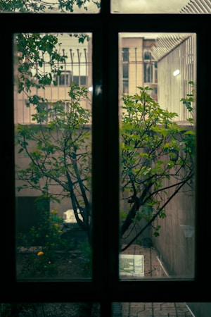 A view through a window shows a small garden area with greenery and a young tree. The setting is urban, with a concrete wall visible in the background, and a metal fence adding an element of confinement. The scene is calm and captures the simplicity of nature amidst an urban environment.