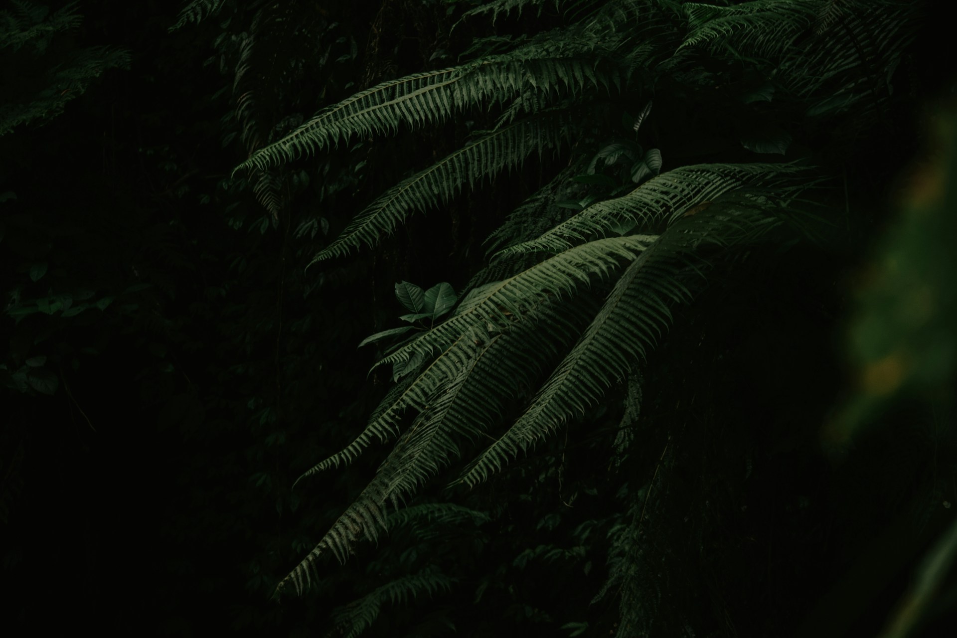 a lush green forest filled with lots of trees