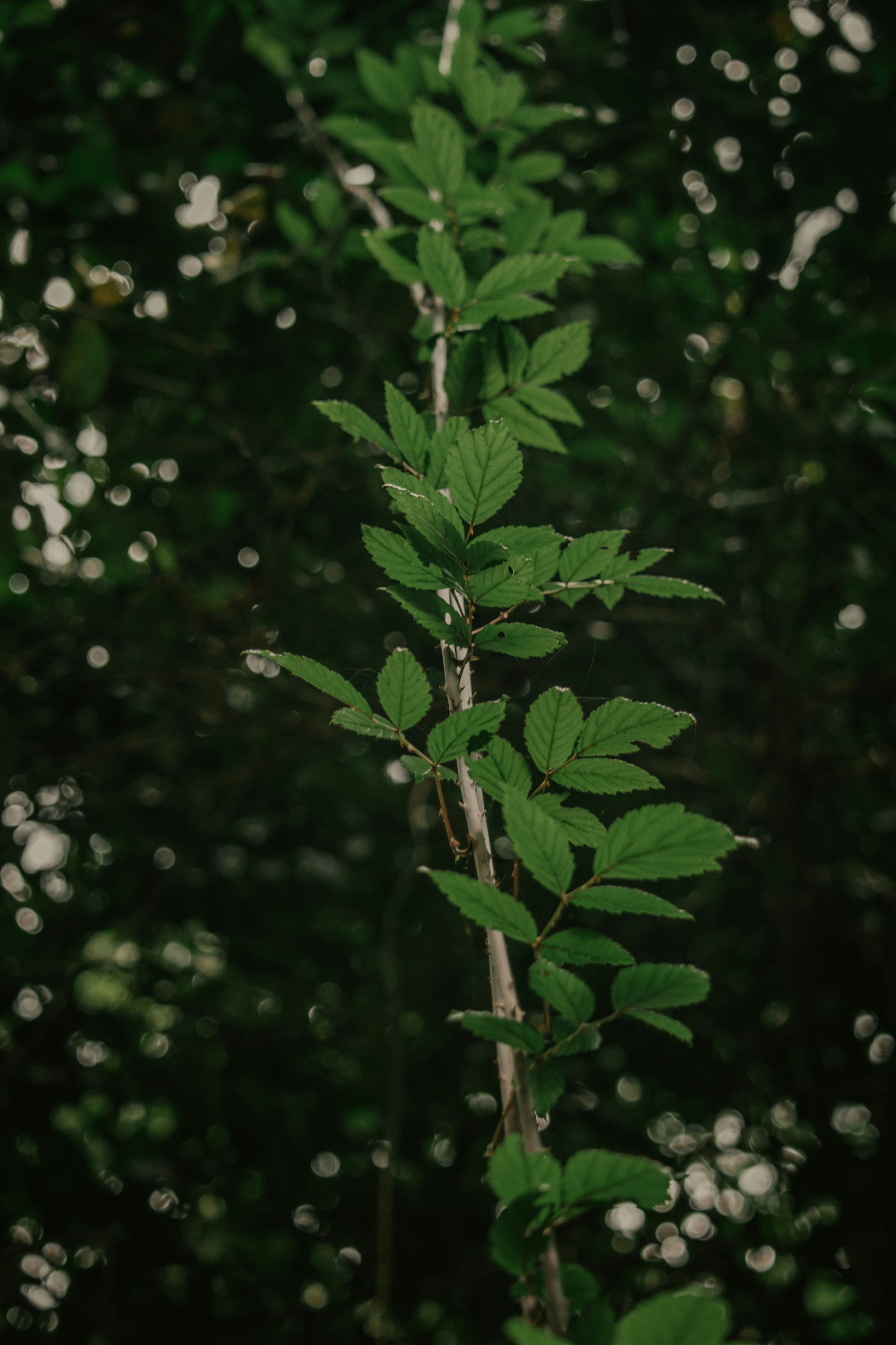 Photo by utunzajiwamazingira