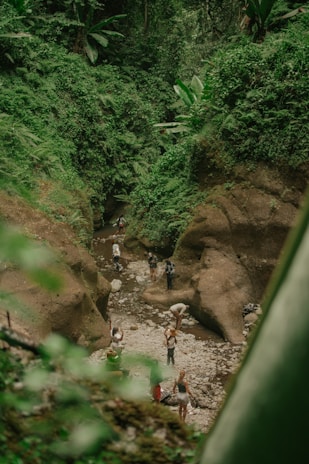 A lush, green forest with dense vegetation surrounds a rocky streambed where several people are exploring. Large boulders and steep banks are covered with diverse plant life, including ferns and broad-leafed plants.