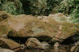 Close-up of moss-covered rocks beside a gentle forest stream.