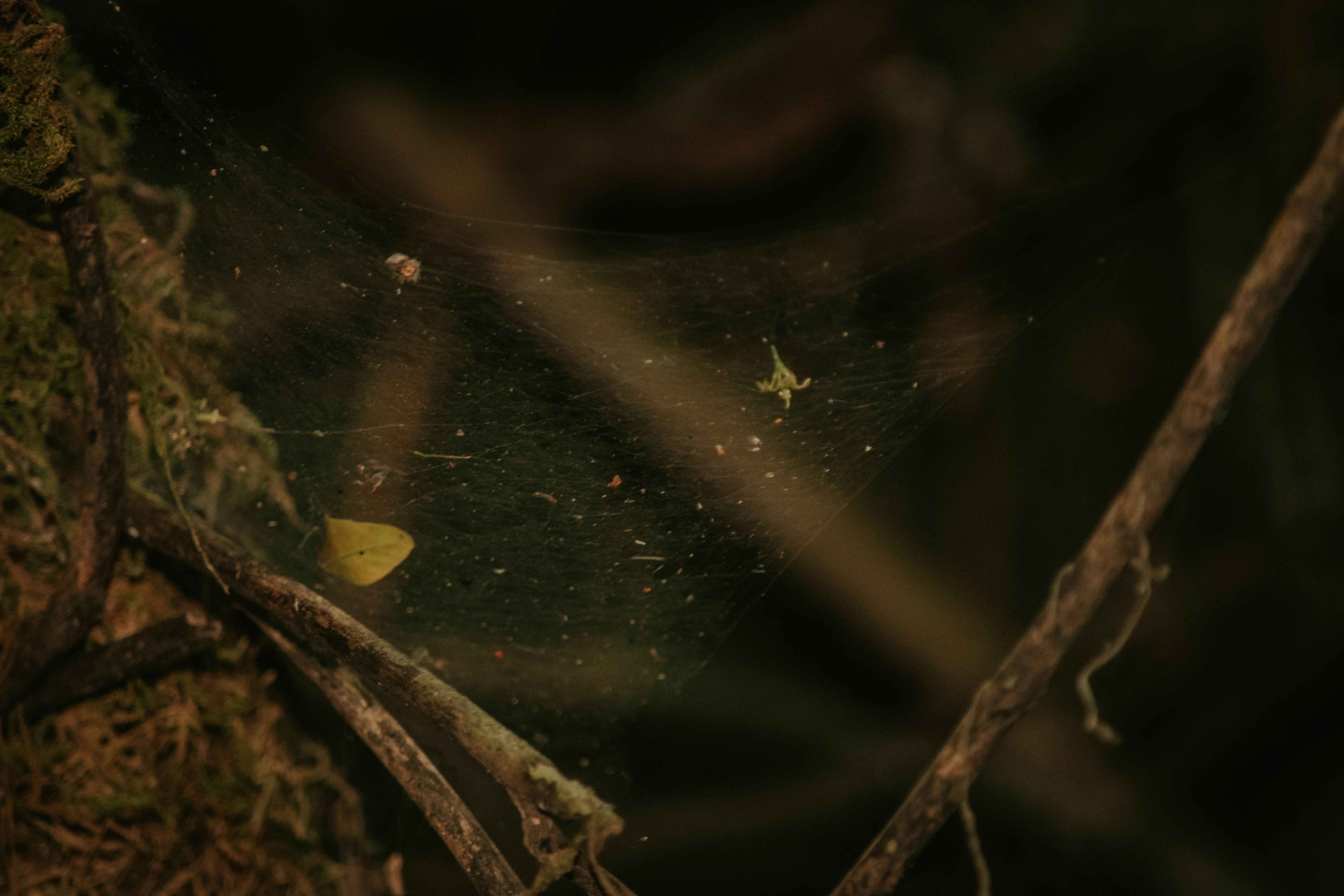 Photo by utunzajiwamazingira