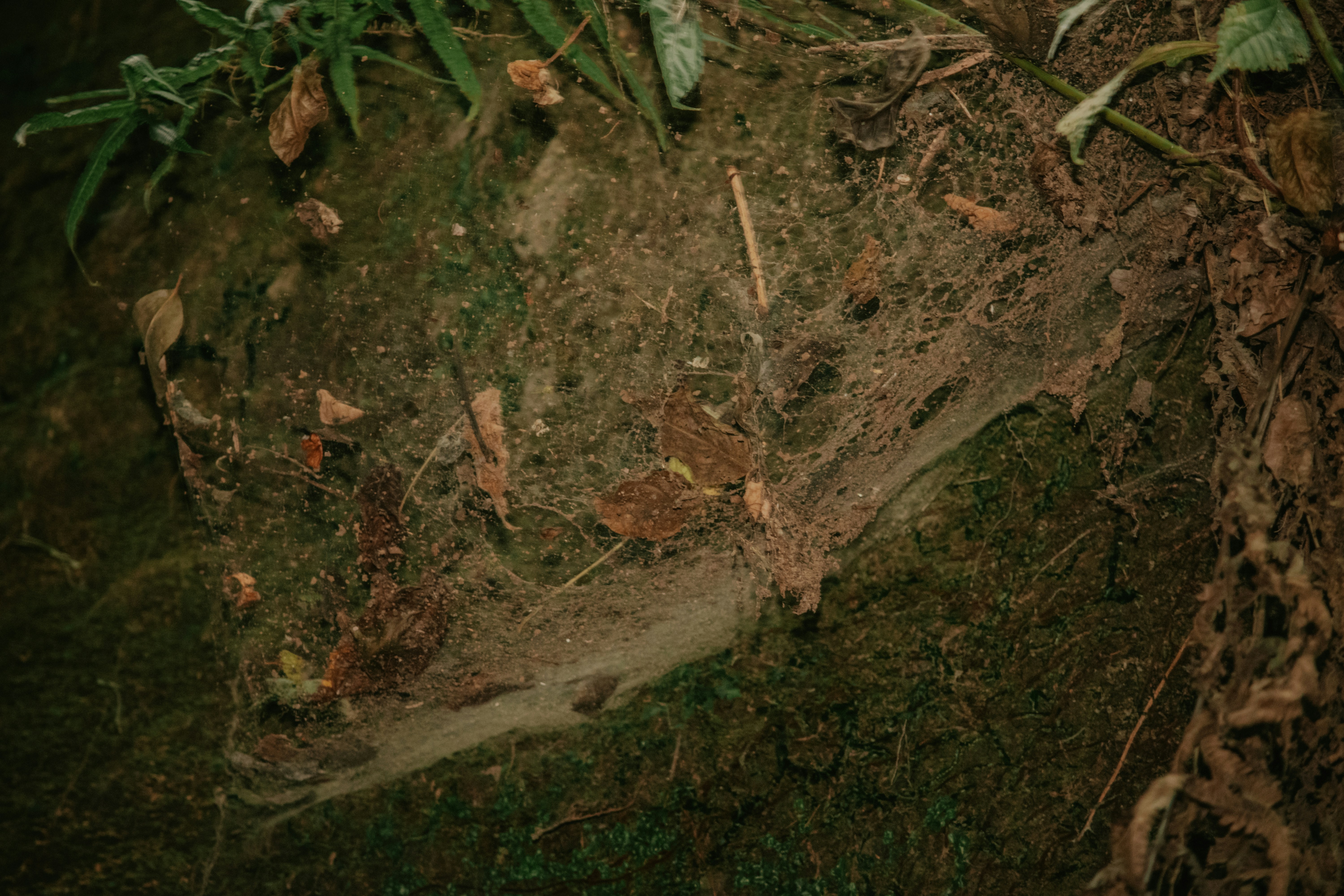 a close up of a dirt and grass area