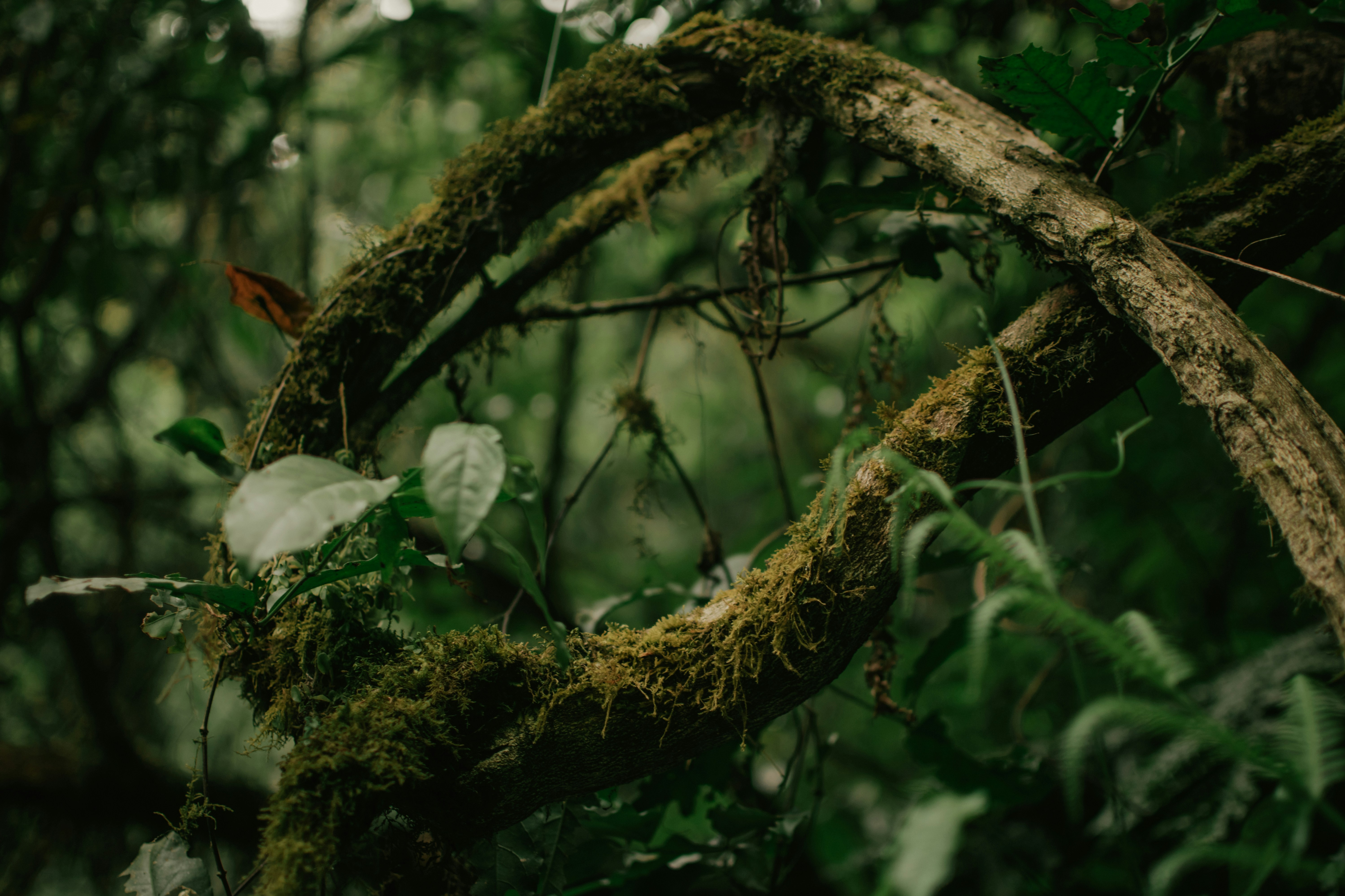 Will Future Superintelligence Bring Back Vine, but with Each Loop Lasting 10⁶⁹ Years?