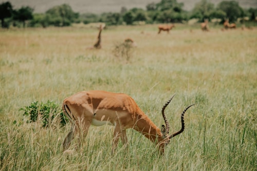 A serene savannah landscape with a grazing antelope in the foreground. The animal has long, curved horns and is feeding on the tall grass. In the background, other grazing animals and a few trees are visible, creating a sense of calm and natural beauty.