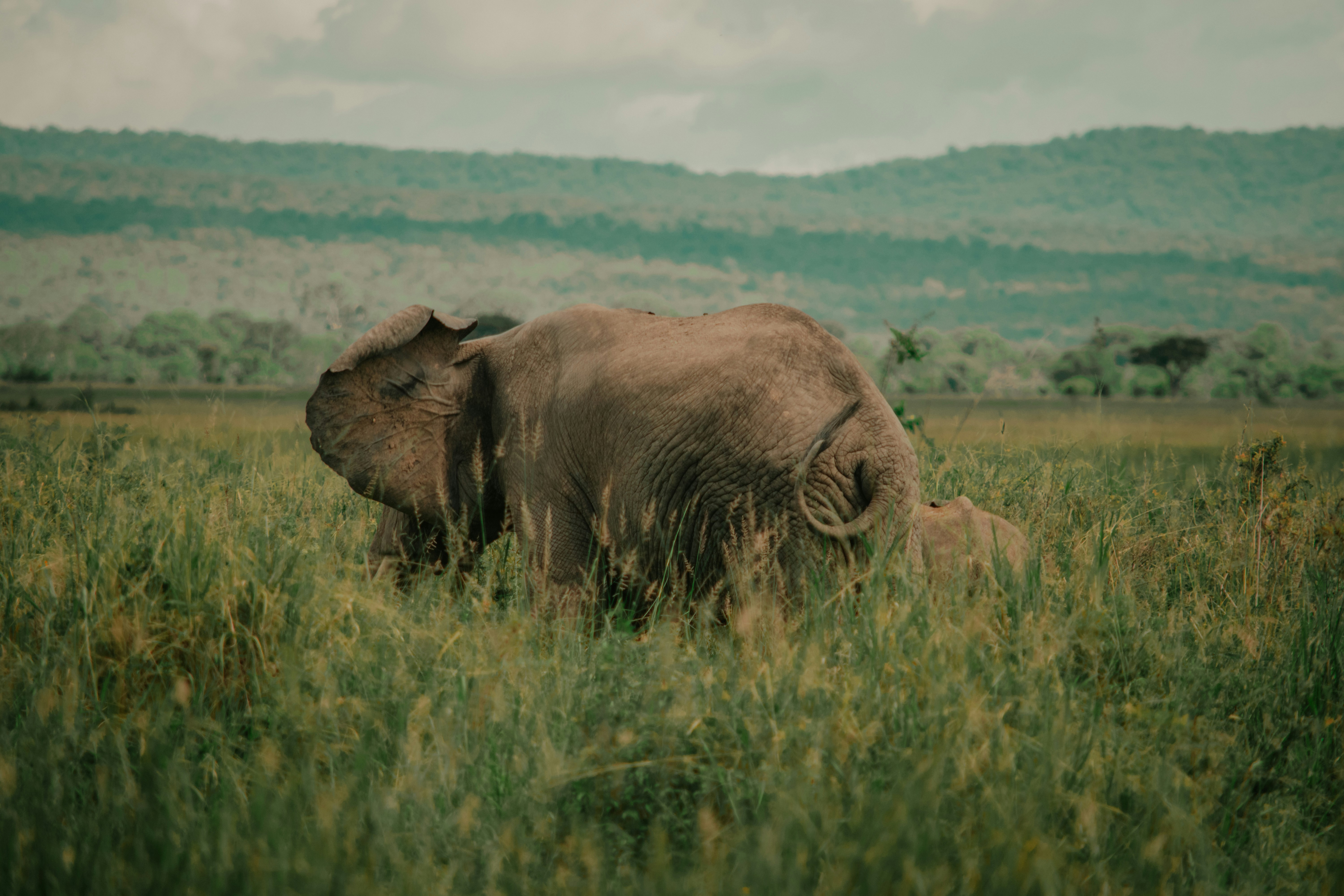 Photo by utunzajiwamazingira