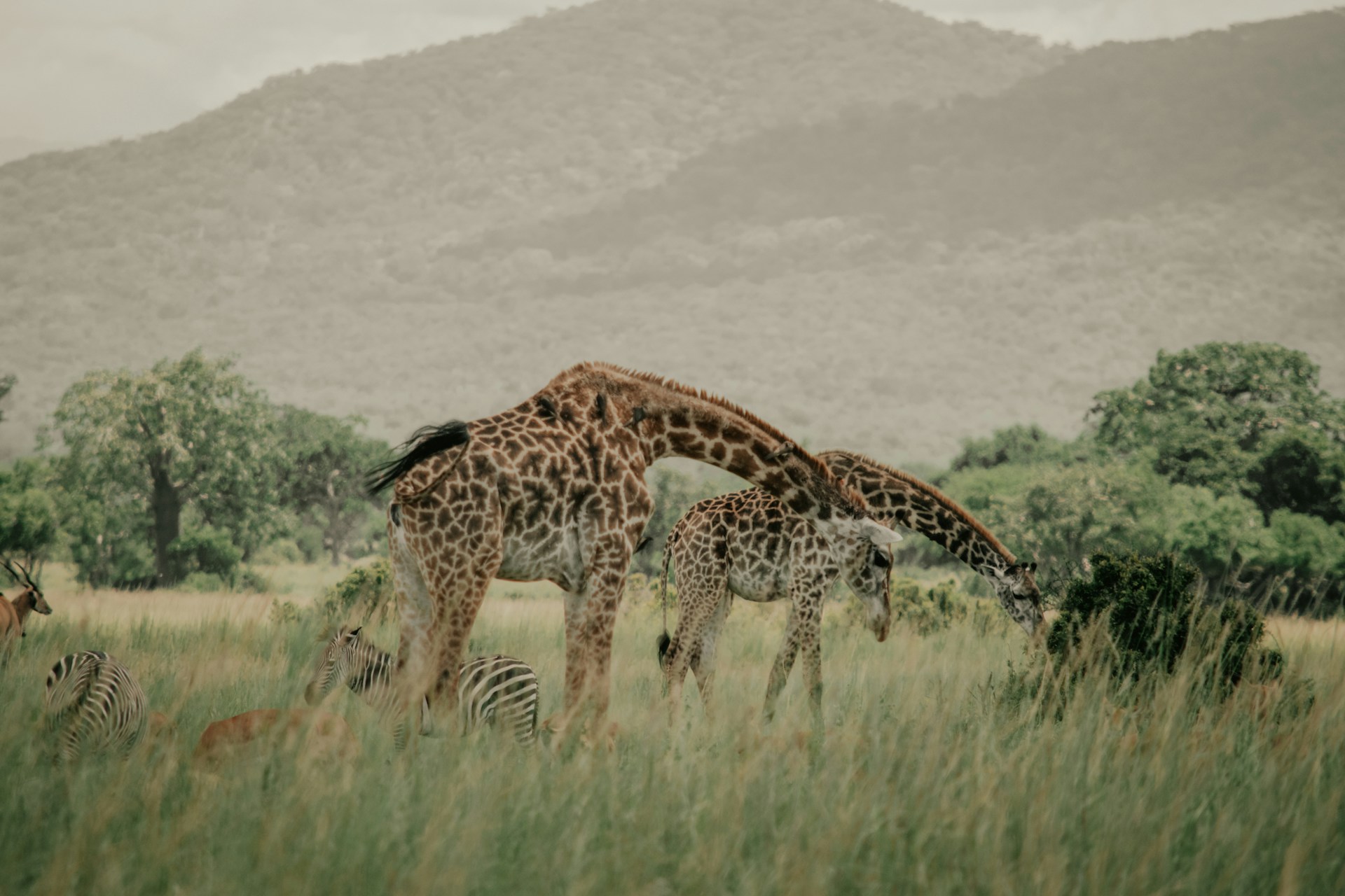 two giraffes and two zebras in a field