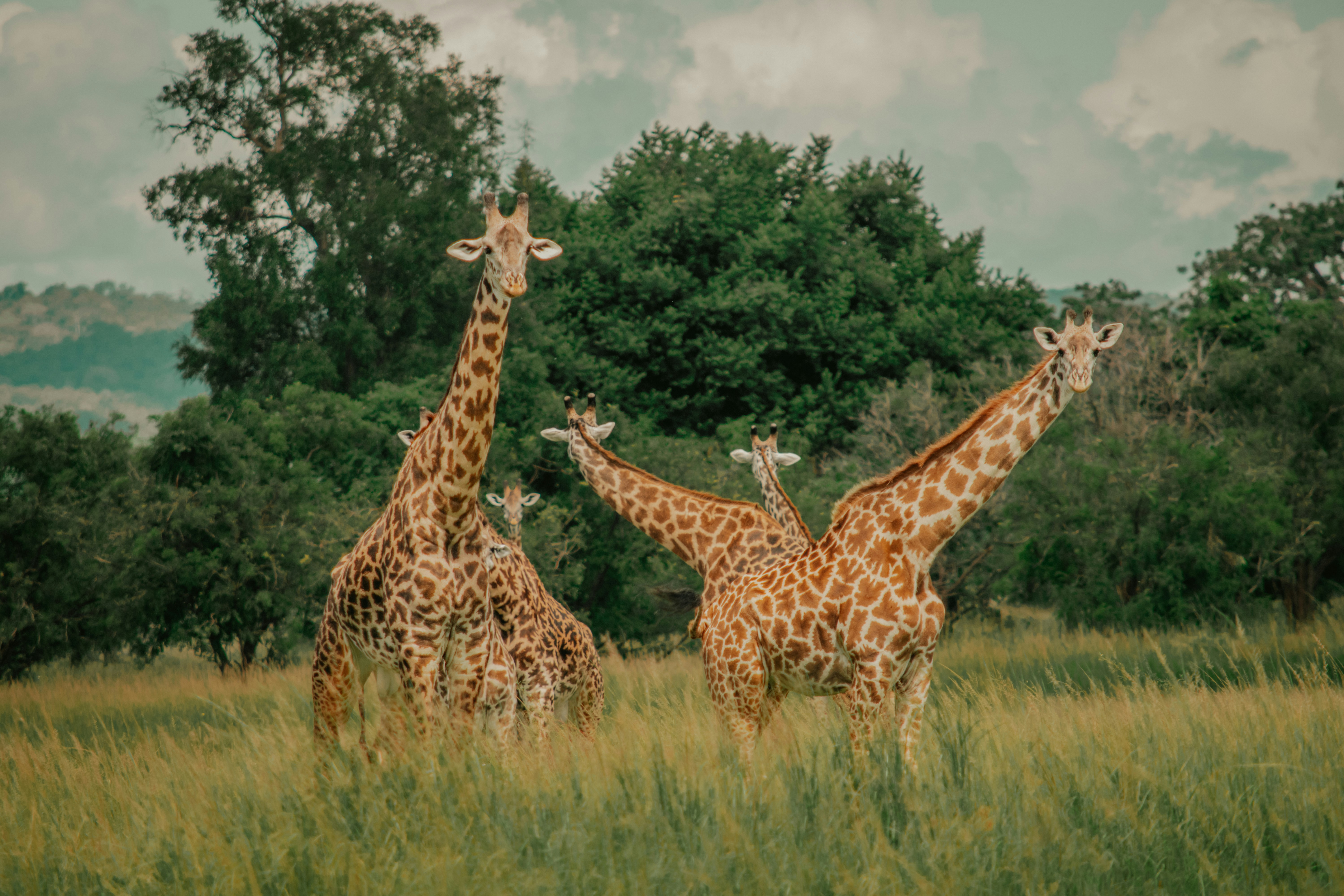 International Collaboration and Border-Crossing Species (image credits: unsplash)