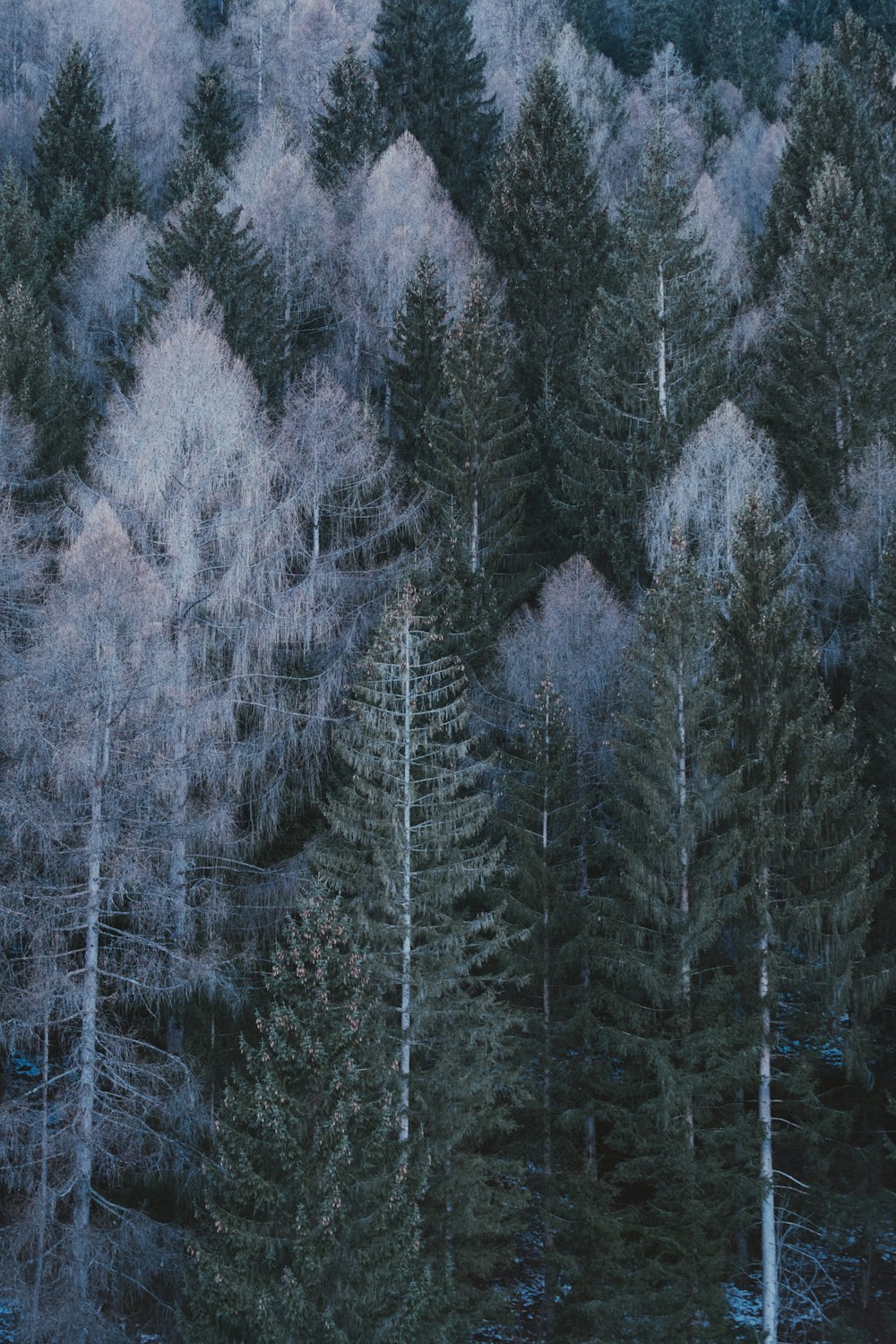 a group of trees in the middle of a forest