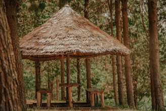 A thatched-roof shelter is surrounded by tall pine trees. The structure is made of rustic wood, providing a natural and earthy appearance. Wooden benches and a table are set beneath the shelter, offering a place to sit and enjoy the forest environment.