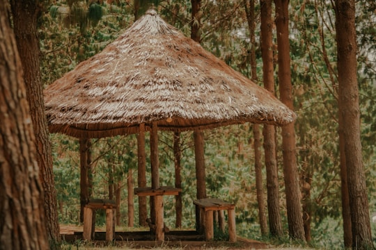 A thatched-roof shelter is surrounded by tall pine trees. The structure is made of rustic wood, providing a natural and earthy appearance. Wooden benches and a table are set beneath the shelter, offering a place to sit and enjoy the forest environment.