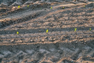 a patch of dirt with small plants growing in it
