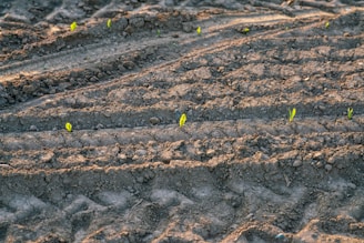a patch of dirt with small plants growing in it