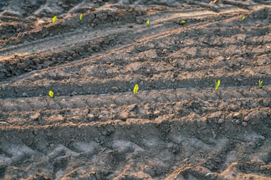 a patch of dirt with small plants growing in it