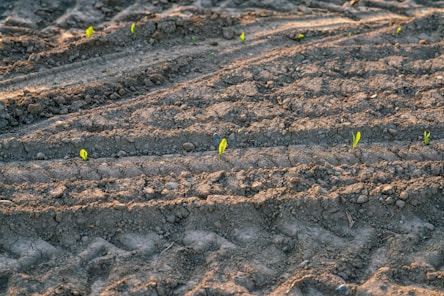 a patch of dirt with small plants growing in it
