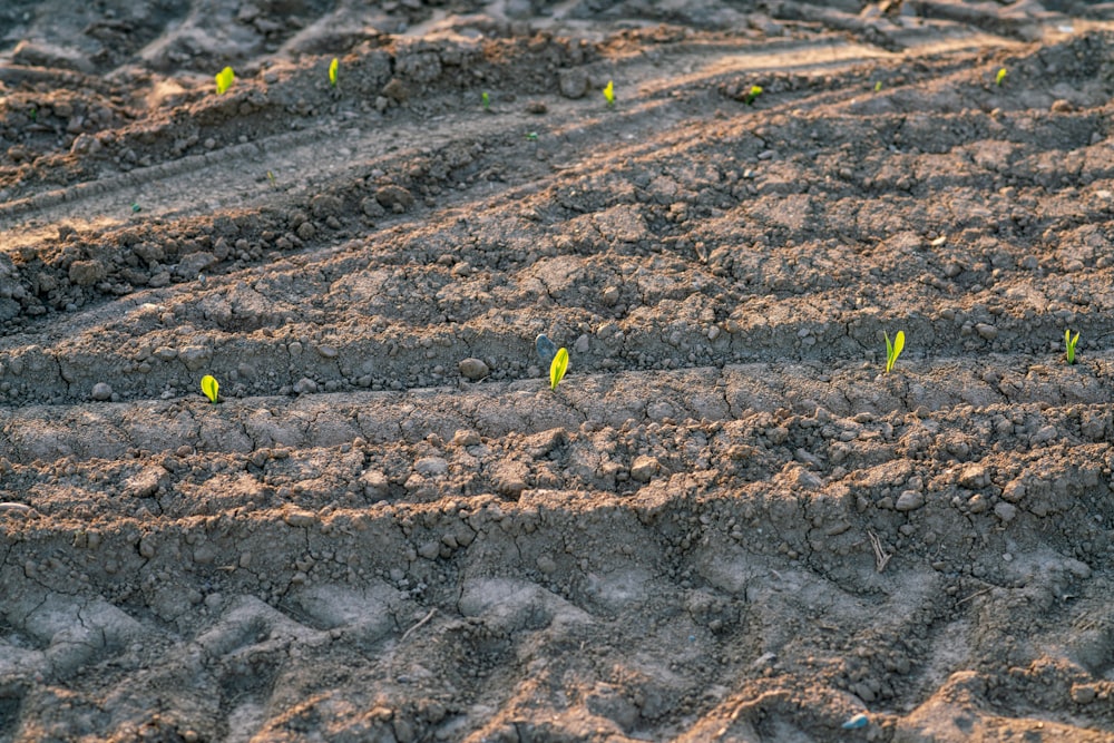 a patch of dirt with small plants growing in it