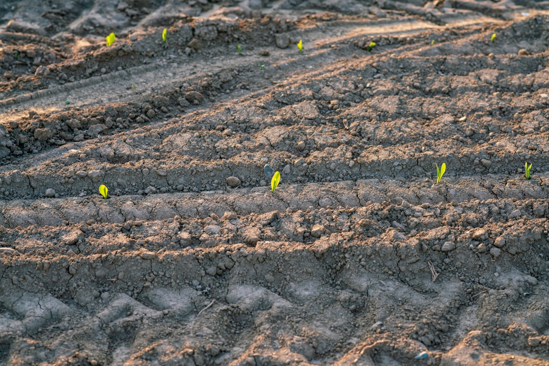 a patch of dirt with small plants growing in it, sprouts sprout from the earth. The birth of the plants sown in the fiel