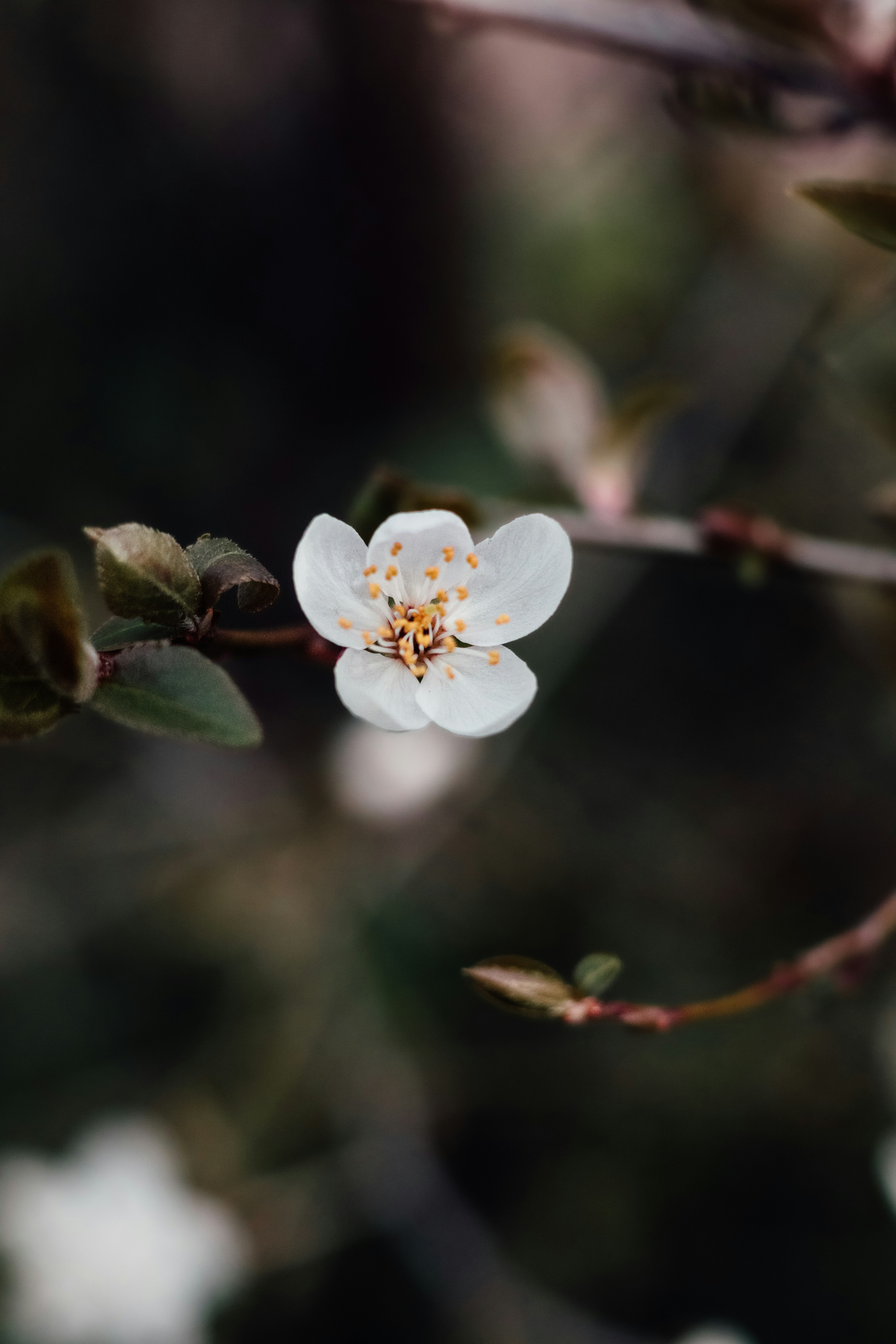 Photo by janisringli