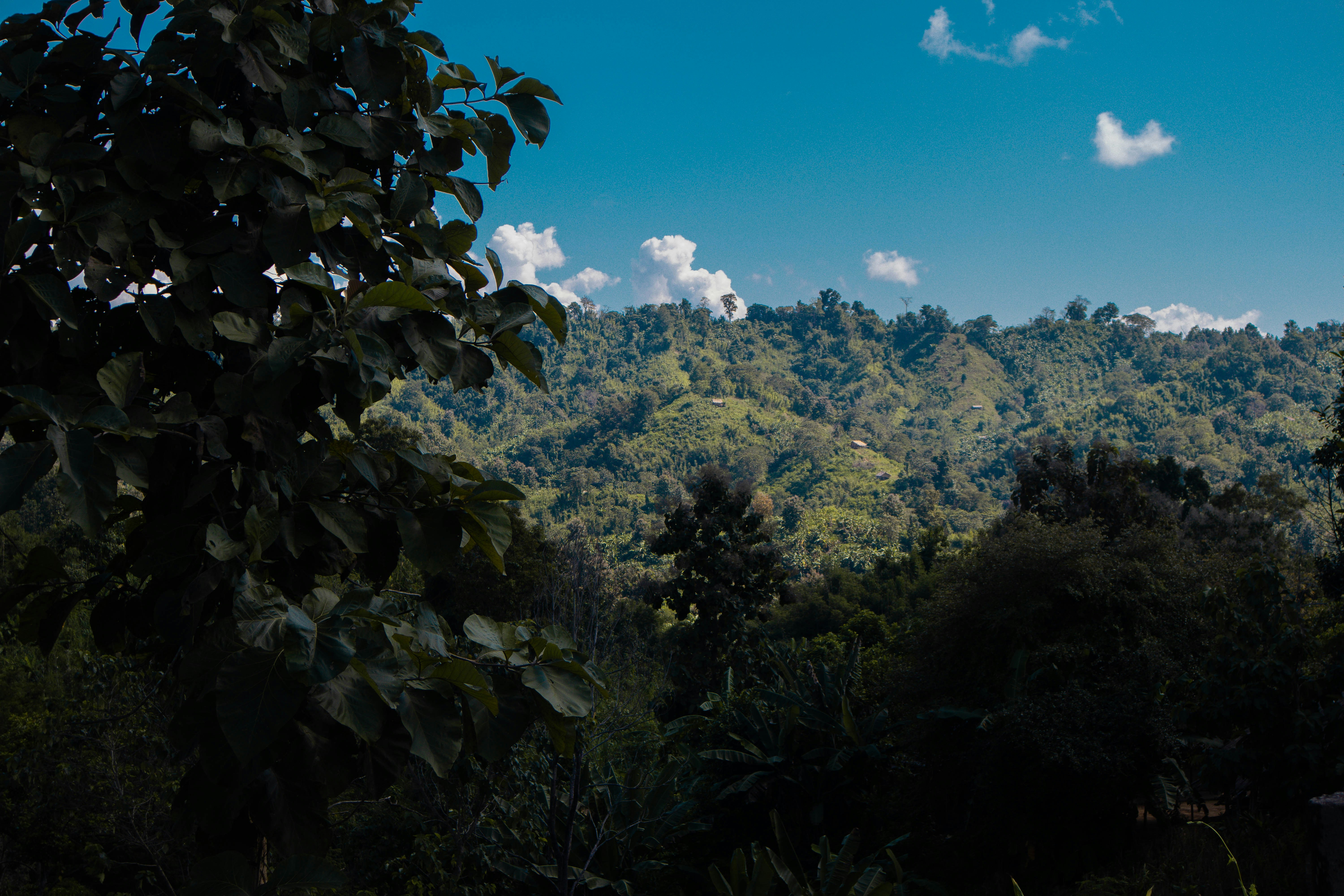 Photo by tanjiralmamun