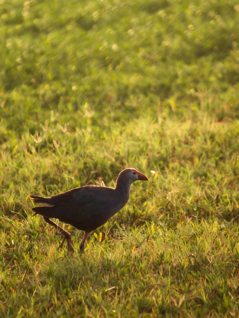 a small bird walking through a grassy field