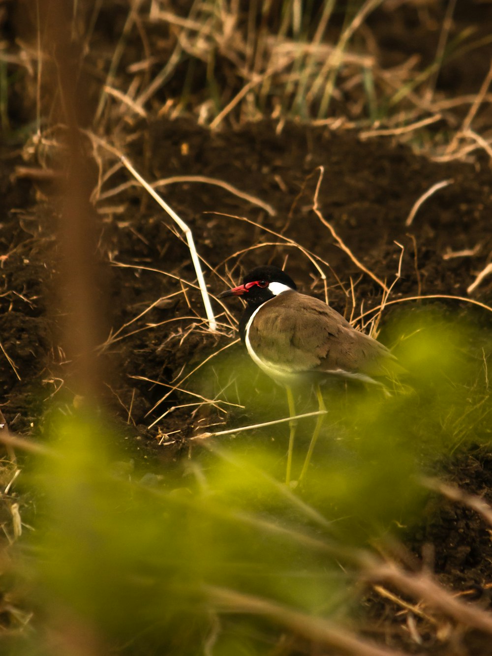 a bird is standing in the dirt near grass