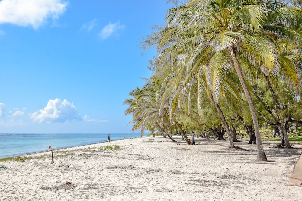 a beach with palm trees and a blue sky