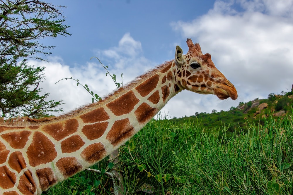 a giraffe is standing in the tall grass