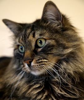 A close-up of a long-haired cat with striking green eyes and a soft, fluffy coat. The cat's fur has a mix of dark brown and black stripes, and its long whiskers stand out against its face.